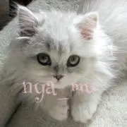 にゃ夢 ❤️ありがとうございます☆