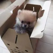 ふの画像