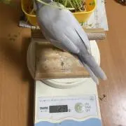 おぎんたんの画像