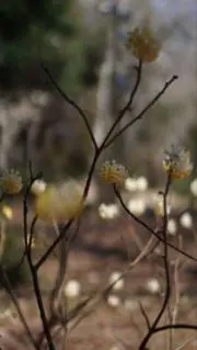 LLOYDの画像