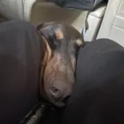 れの画像