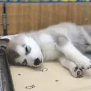 カーズ