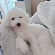 ぐちこーの画像