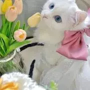 ねこ 即購入〇  まとめ買10%オフ❣️の画像