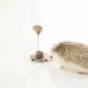 シナモン　プロフ必読お願いします☆の画像