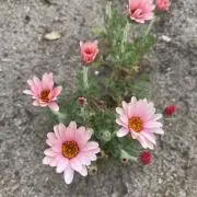 sekoの画像