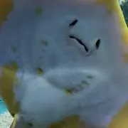 あさみの画像