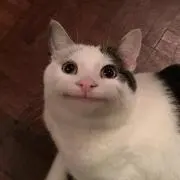 C@Tの画像