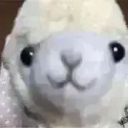 アルパカ☆の画像