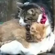 シャッピーの画像
