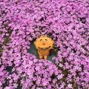 ゆあの画像