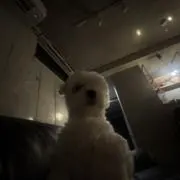 なづ