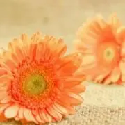 Maru❀匿名配送の画像