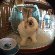 リルの画像