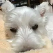 み