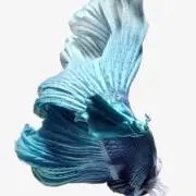 MA