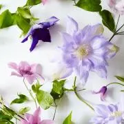 のっこ☆の画像