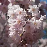ミノン★の画像