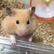 サンチュ