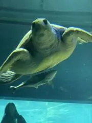 あお