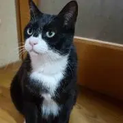 ムックの画像