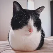 りんごの画像