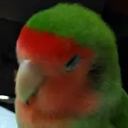 檸檬