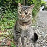 だーこ