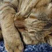 尾張屋やまと❁﻿猫飼ってますの画像