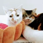 ともぞう