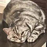 Pebloの画像