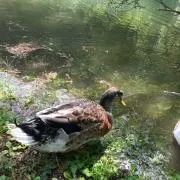すばす
