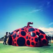 よっしーの画像