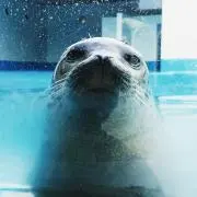 さくらんぼ大好きの画像