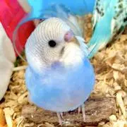 りゅえみの画像