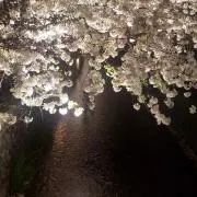 Kaniの画像