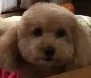 ヨシヒサの画像