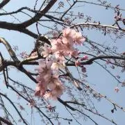 弥生@プロフ閲覧推奨【断捨離中】の画像