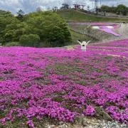 マリコの画像