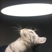 稀客の画像