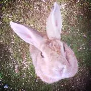 うさぎ☺︎ 即購入 大歓迎です！の画像