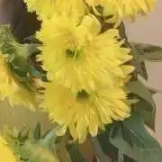 ABCDの画像