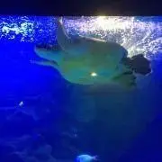 ハワイ好きママ