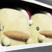 Nanohanaの画像