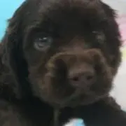 suri