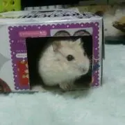 あずき