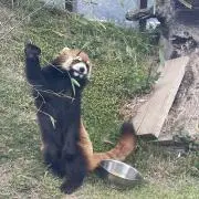 みかん