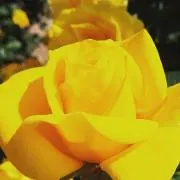 フミ