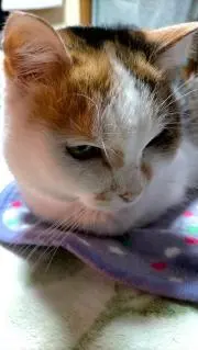 hanageの画像