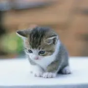 rinaの画像
